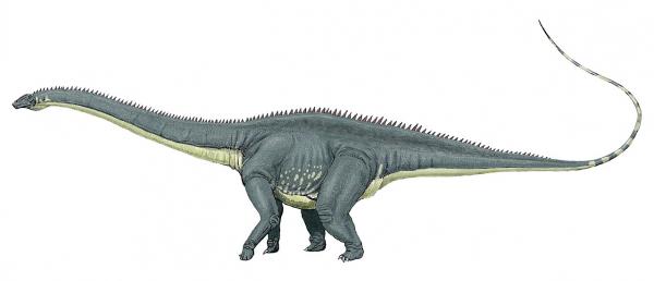Pitkäkaulaiset dinosaurukset - ominaisuudet ja esimerkit - Diplodocus