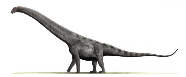 Pitkäkaulaiset dinosaurukset - ominaisuudet ja esimerkit - Argentinosaurus