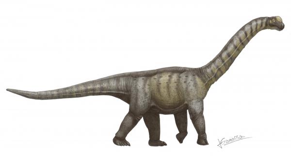 Pitkäkaulaiset dinosaurukset - ominaisuudet ja esimerkit - Camarasaurus