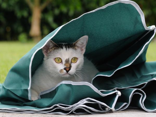 Vinkkejä kissan pureskelun estämiseksi - miksi kissat purevat johtoja?