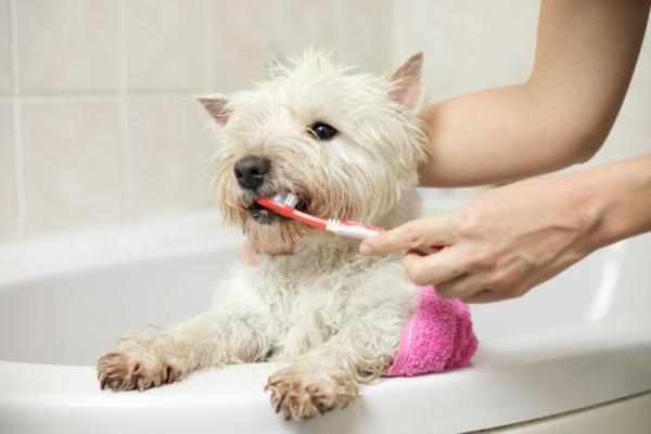 Kotilääkkeet pahanhajuiseen hengitykseen koirilla - Kotien hammashygienia