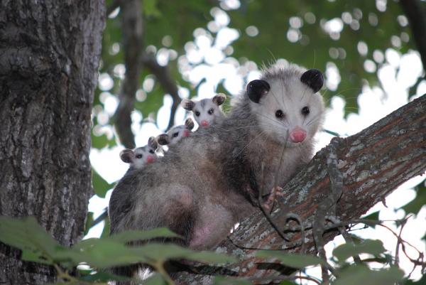 Ovatko posumit aggressiivisia tai vaarallisia?  - Mikä on possum?