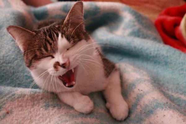 Kotihoidot kissan kylmälle - kylmä kissoille: oireet ja syyt