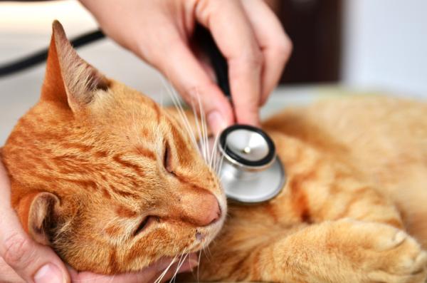 Kotihoito kuivuneille kissoille - Ehkäisy, paras lääke kissojen kuivumiseen