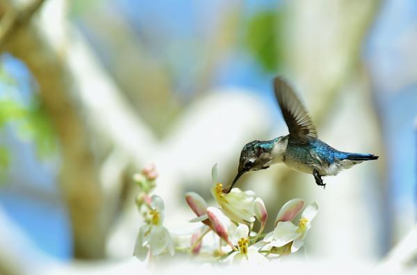 Lentokoneet - Esimerkkejä ja ominaisuuksia - 4. Hummingbird (Mellisuga helenae)