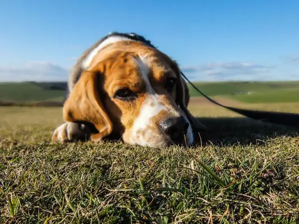 Koti korjaustoimenpiteitä ripulia koirilla - Probiootit koirille