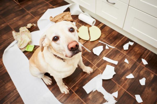 Vinkkejä estämään koirasi pureskelemasta huonekaluja - Aikuiset koirat, jotka pureskelevat huonekaluja