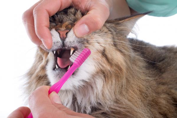 Kotilääkkeet ientulehdukseen kissoilla - Hampaiden harjaus, tärkein lääke kissojen suun tulehdukseen