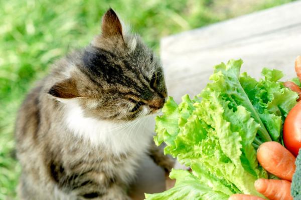 Kotihoidot ientulehdukselle kissoilla - Ruokavalio ja ruoka kissoille, joilla on ientulehdus