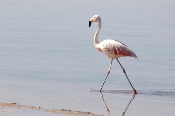 10 Chilen eksoottista lintua - 2. Chilen flamingo