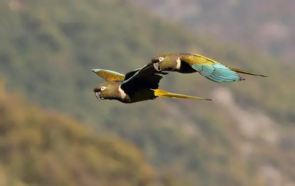 10 Chilen eksoottista lintua - 7. Tricahue -papukaija