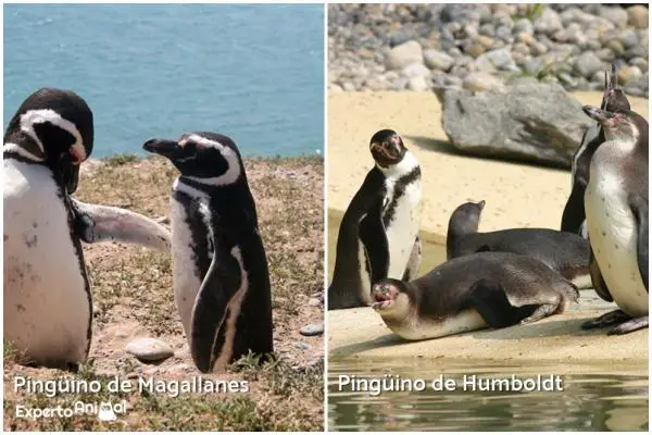 10 eksoottista Chilen lintua - pingviinit