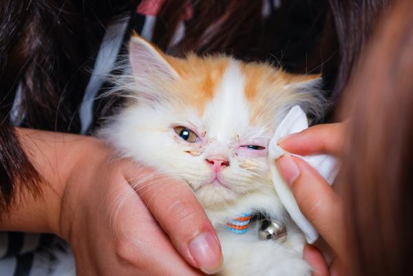 Kotihoidot kissojen silmätulehdukseen - Silmätipat kissoille, joilla on sidekalvotulehdus