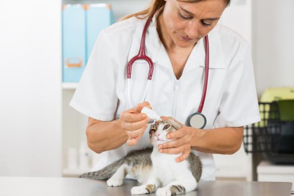 Koti korjaustoimenpiteitä kissan silmäinfektioon - Kuinka parantaa kissan silmäinfektiot?  - Hoidot