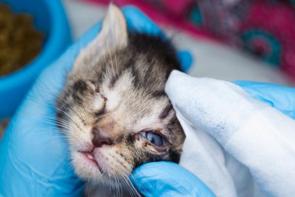 Koti korjaustoimenpiteitä kissan silmätulehdus - Vastasyntynyt kissan silmäinfektio