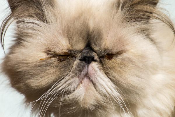 Koti korjaustoimenpiteitä kissan silmäinfektioon - kissan silmäsairaudet