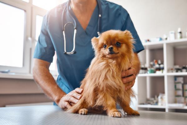Alaselän kipu koirilla - Diagnoosi ja hoito - Alaselän kivun hoito koirilla