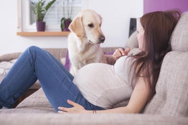 Ennustavatko koirat raskauden?  - Kuinka koira tunnistaa raskauden?