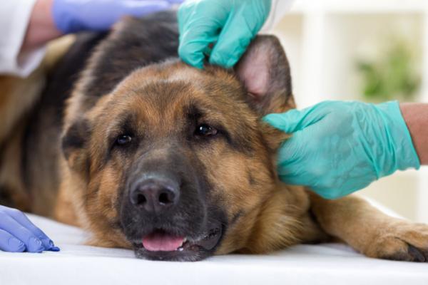 Lupus koirilla - syyt, oireet ja hoito - Lupus -koiran elinajanodote