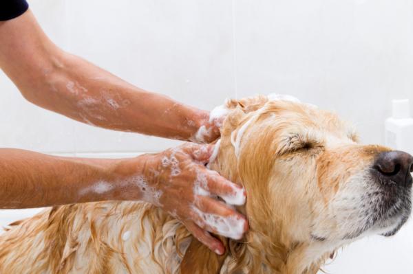 Koti korjaustoimenpiteitä Seborrhea koirilla - Koti korjaustoimenpiteitä rasvainen Seborrhea