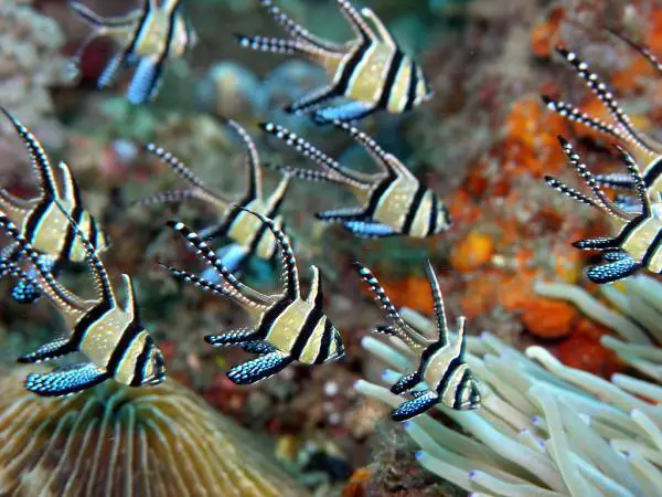 Maailman kaunein merikala - 7. Banggai