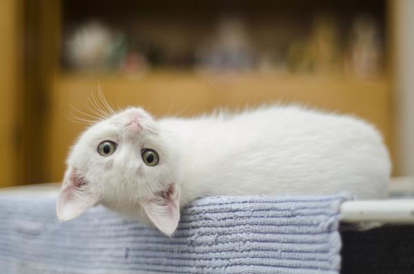 Valkoisen kissan hoito - Erot albiinokissaan