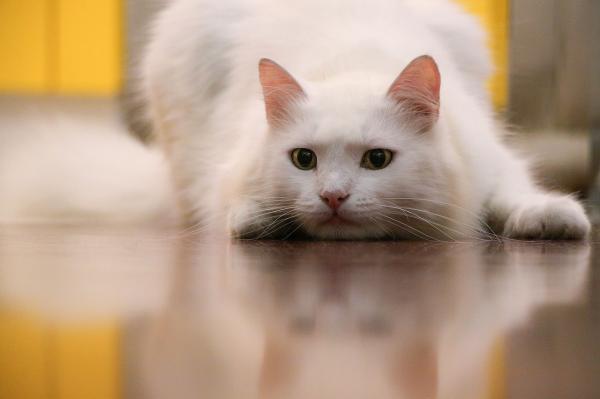 Valkoisen kissan hoito - valkoiset kissan silmät