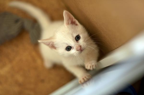 Hoito valkoisesta kissasta - kuurous valkoisissa ja albiinokissaissa