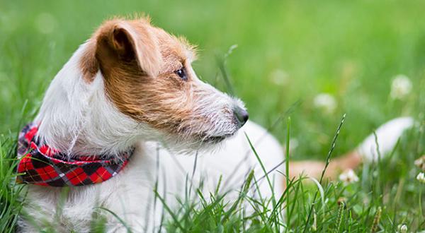 Kotilääkkeet kirppujen hoitoon koirilla - Kotilääkkeet kirpuille, joissa on rosmariinia tai laventelia 