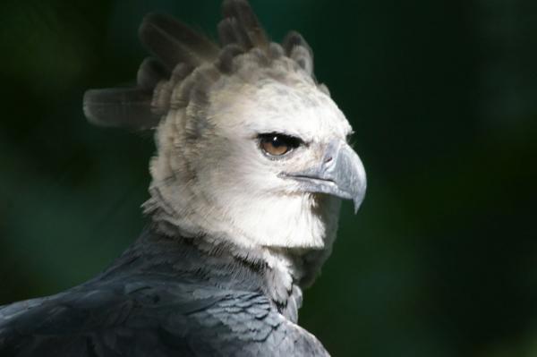 Eksoottiset linnut Venezuelasta - 4. Harpy Eagle