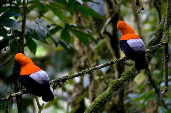 Eksoottiset linnut Venezuelasta - 7. Kalliokukko