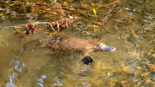 Onko platypus -myrkky tappavaa?  - Myrkyn vaikutukset ihmisiin