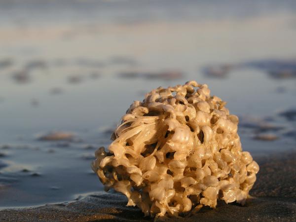 Merieläimet - sienet