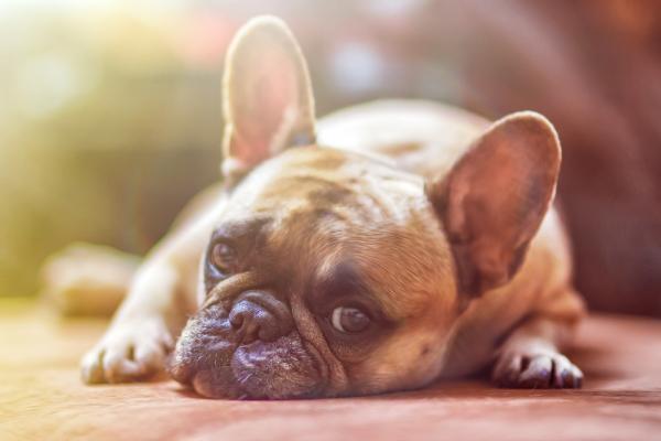 Kotilääkkeet suoliston loisia vastaan ​​koirilla - Mene eläinlääkäriin