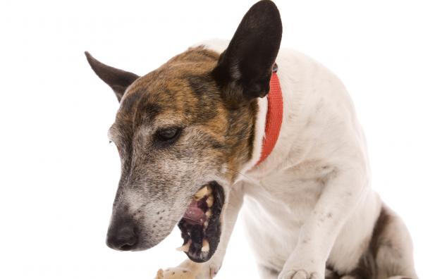 Koti korjaustoimenpiteitä oksentavia koiria - Koti korjaustoimenpiteitä keltainen oksentelu koirilla