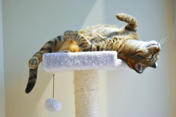 Steriloitu kissani on kuumuudessa - Lämmön syyt kastroidussa kissassa