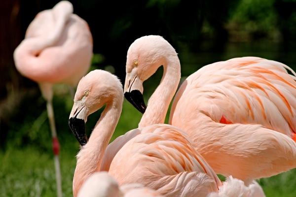 Miksi flamingot ovat vaaleanpunaisia?  - Miksi flamingot ovat vaaleanpunaisia? 