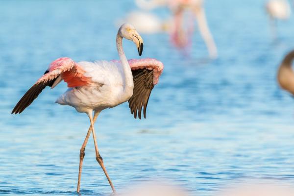 Miksi flamingot ovat vaaleanpunaisia?  - Lintujen väri