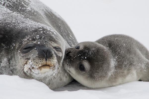 Polar Seal Adaptation - Sopeutuminen Polar Watersiin