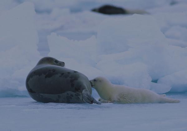 Polar Seal Adaptation - Pinnipeds