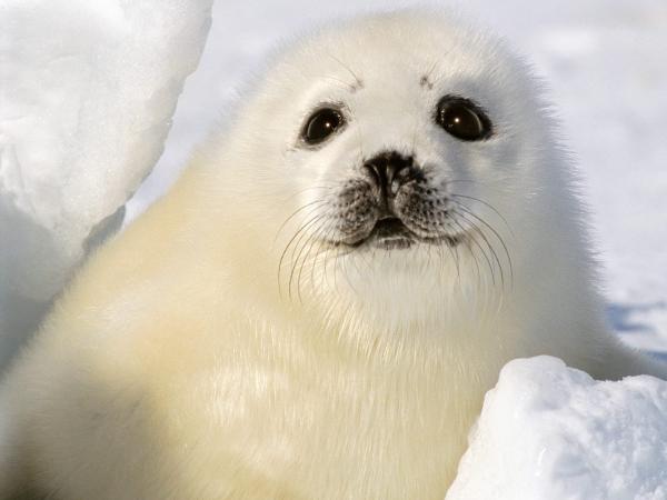 Polar Seal Adaptation - arktiset tiivisteet