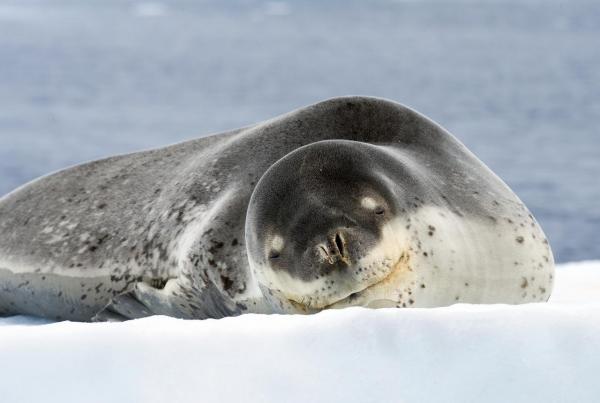 Polar Seal Adaptation - Etelämantereen tiivisteet