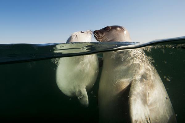 Polar Seal Adaptation - yleinen tiiviste morfologia