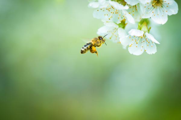 Miten mehiläiset kommunikoivat?  - Mitä mehiläiset tuottavat?  - Mehiläiset ja hunaja