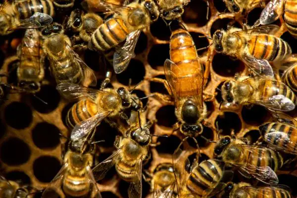 Miten mehiläiset kommunikoivat?  - Miten mehiläiset on järjestetty?