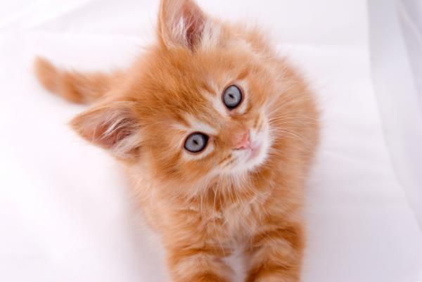 Rokotuskalenteri kissoille - Mistä iästä meidän pitäisi rokottaa kissanpentu?