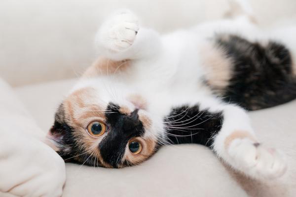 Kissan rokotusohjelma - jotain muuta hyvää tietää kissarokotuksista