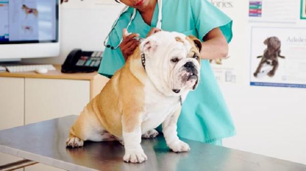 Koirien rokotusohjelma - Rokotusaikataulu Espanjassa