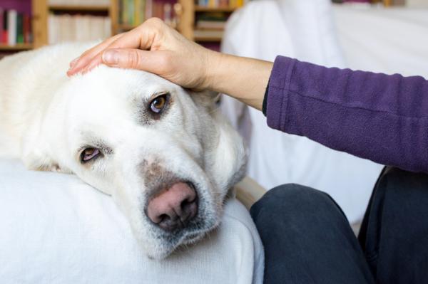 Koiran rokotusohjelma - Rokotteiden sivuvaikutukset koirilla