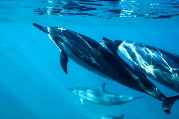 Missä delfiinit asuvat?  - Delfiinien ominaisuudet ja luokittelu